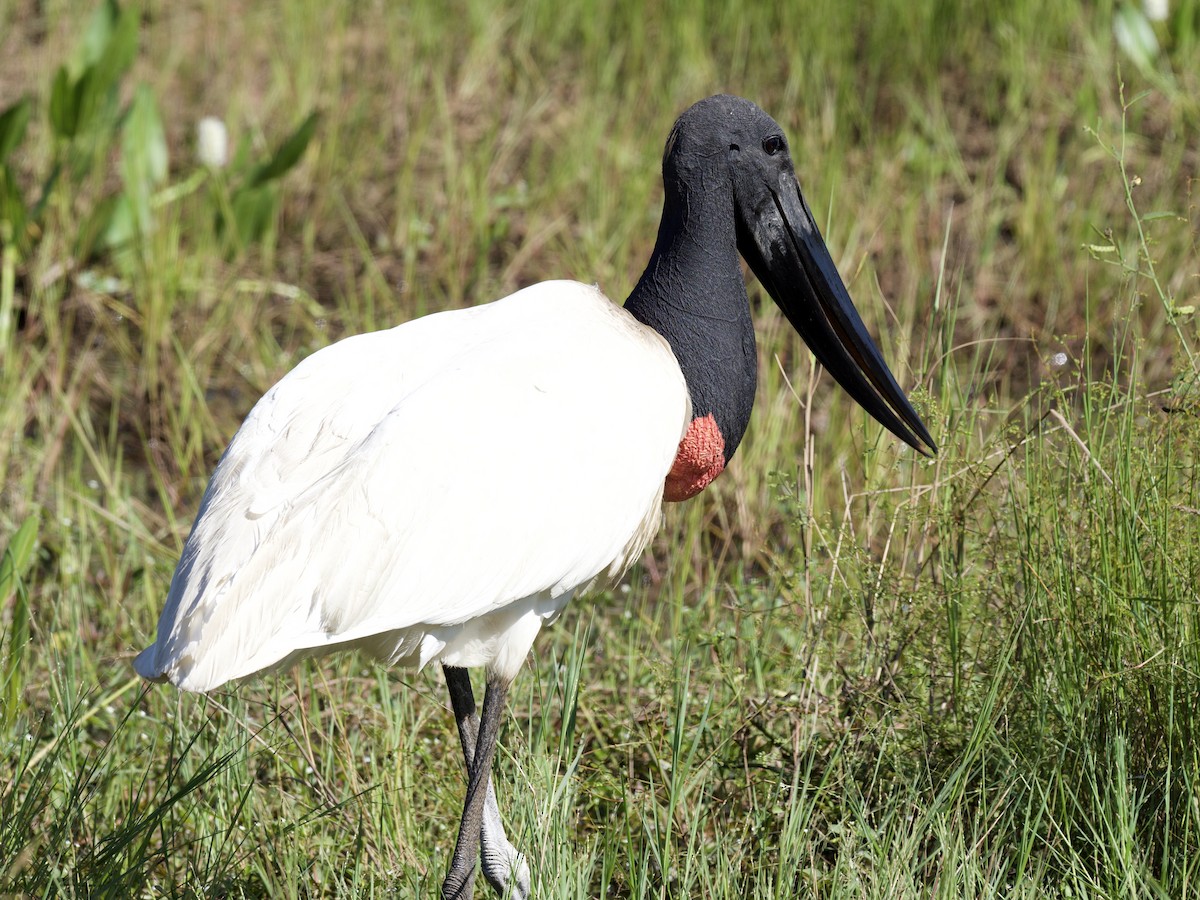 Jabiru - ML639249812