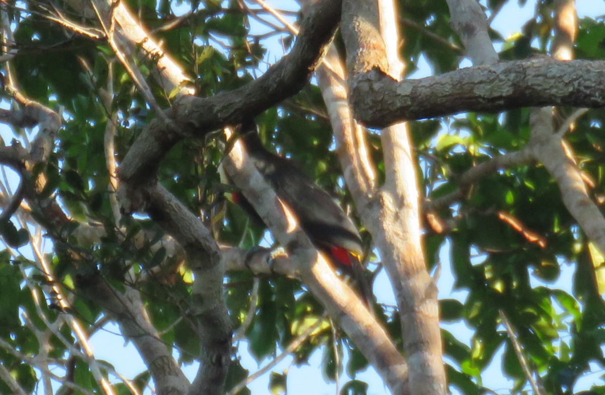 White-headed Marsh Tyrant - ML639249815