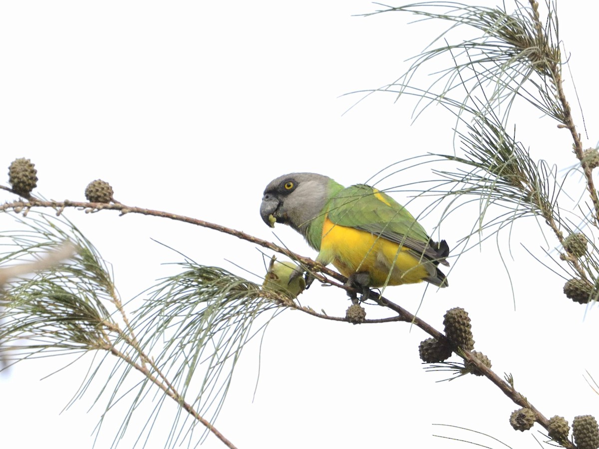 Senegal Parrot - ML639249825