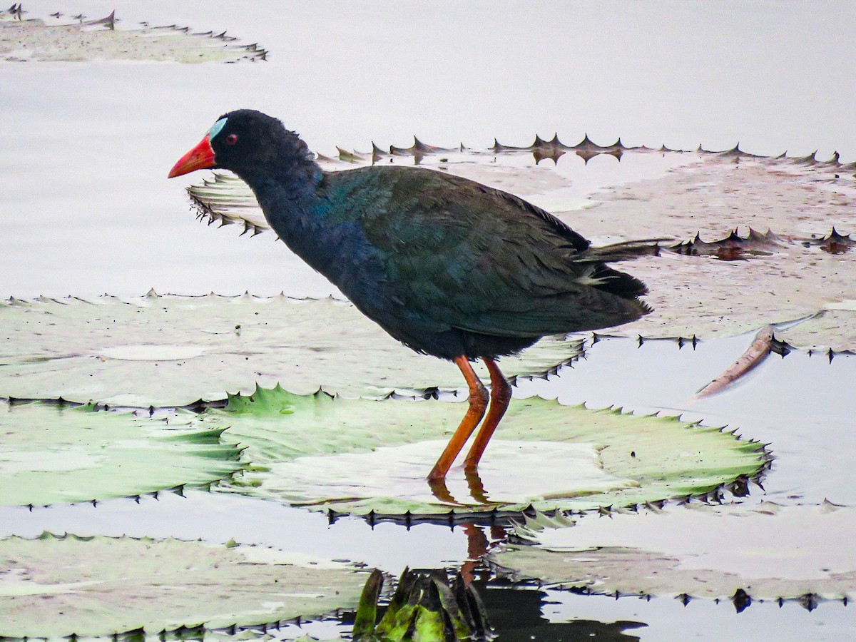 Allen's Gallinule - ML639249840