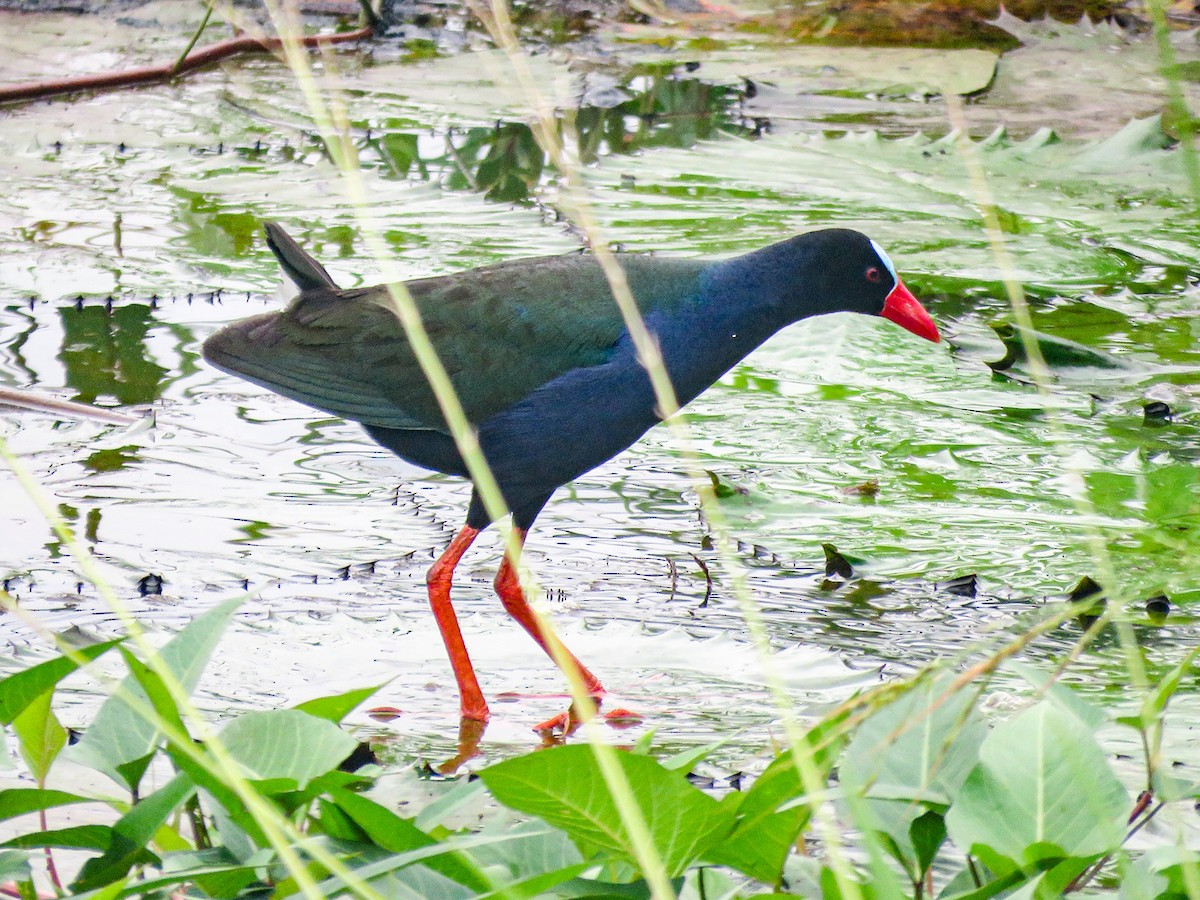 Allen's Gallinule - ML639249841