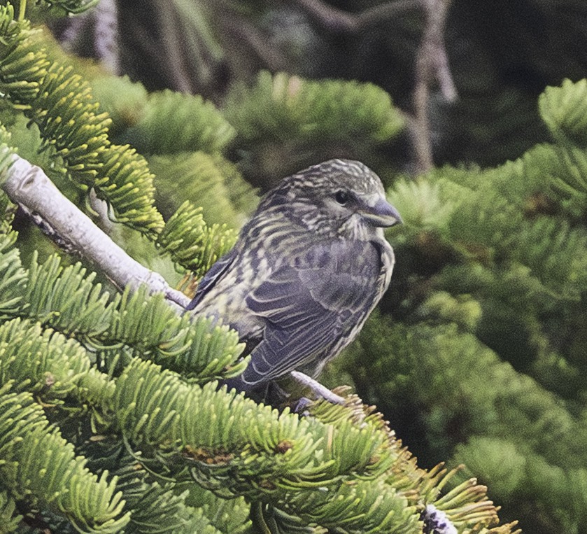 Red Crossbill - ML639249847