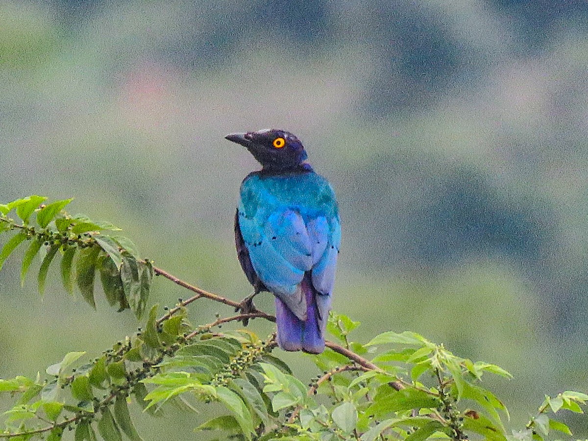 Purple Starling - ML639249887