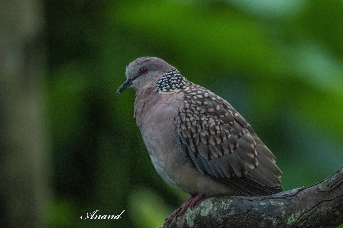 Spotted Dove - ML639249897