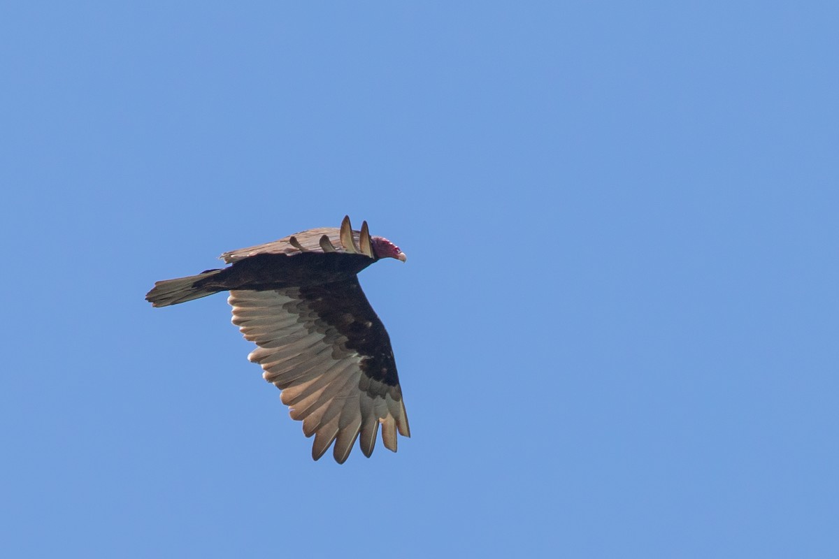 Turkey Vulture - ML639249927