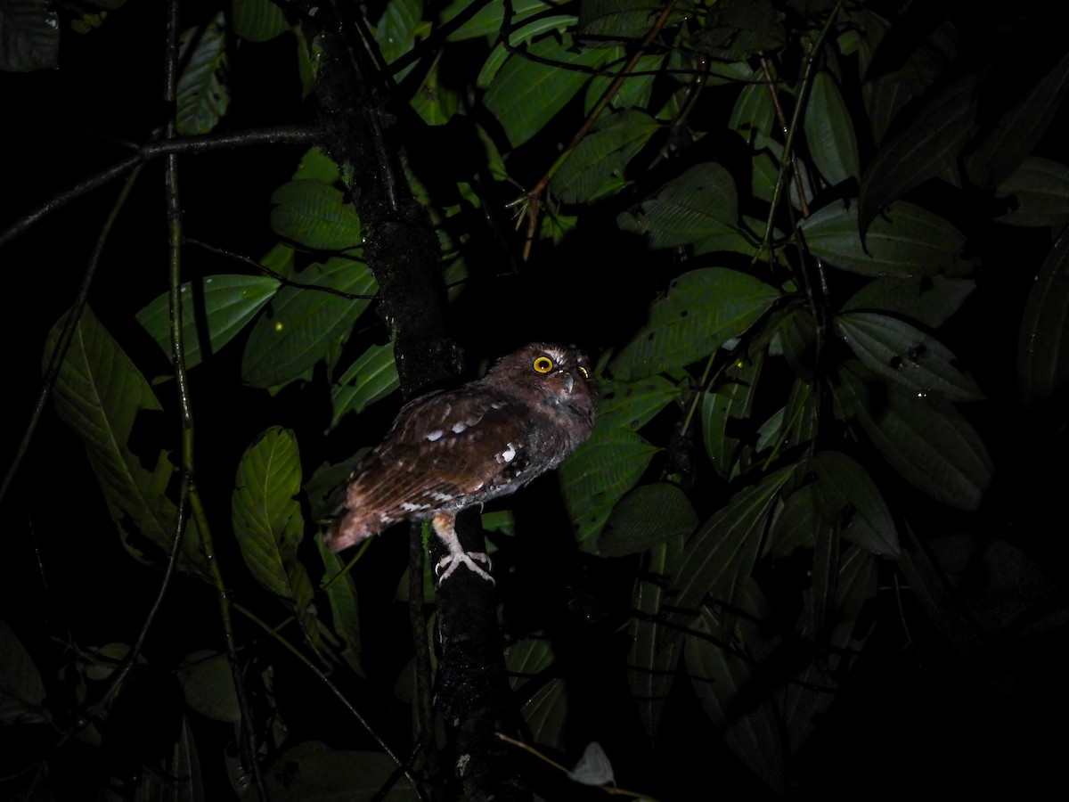 Foothill Screech-Owl - ML639249986