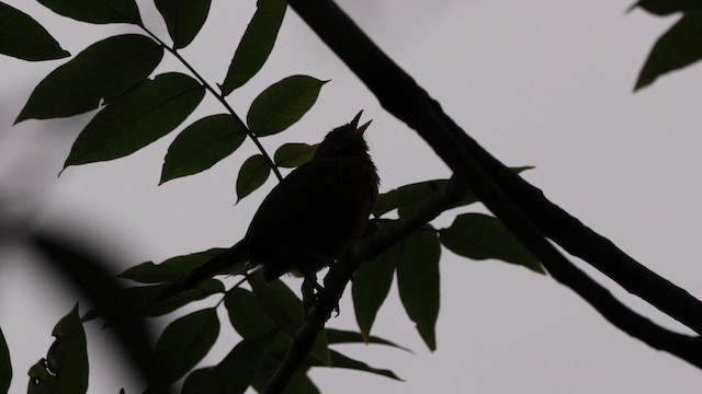 Streaked Laughingthrush - ML639249995
