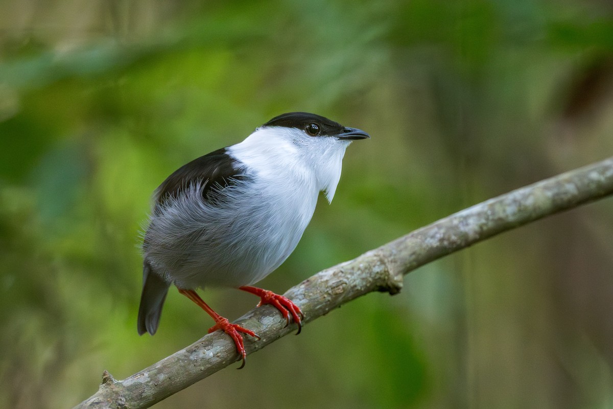 White-bearded Manakin - ML639250098