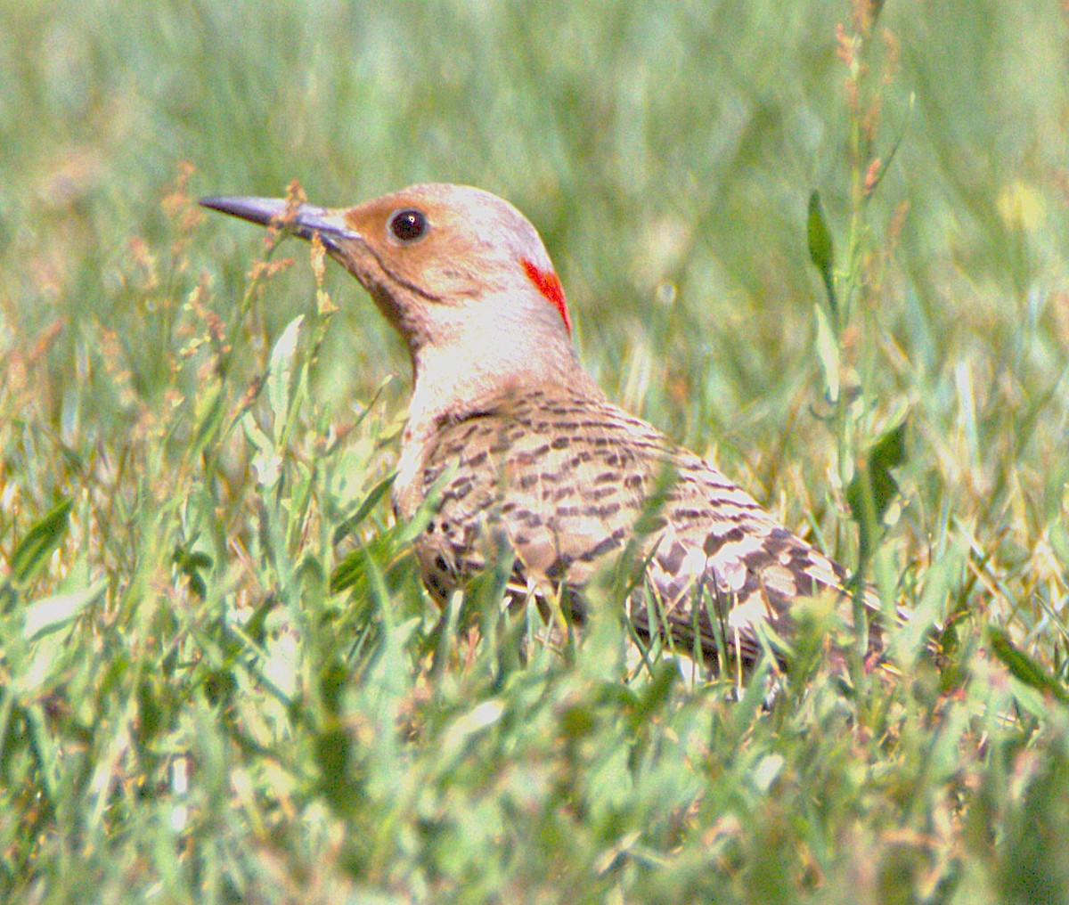 Northern Flicker (Yellow-shafted) - ML639250189