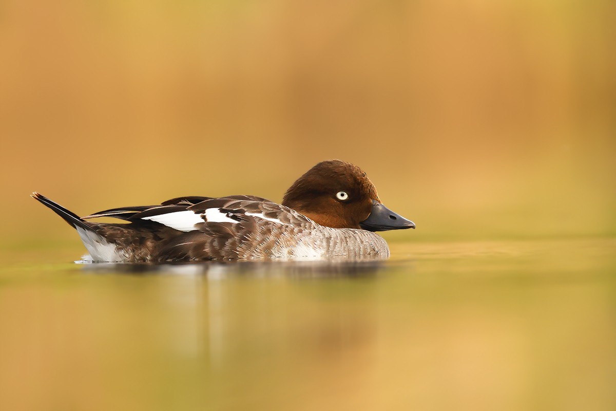 hohol severní - ML639250210