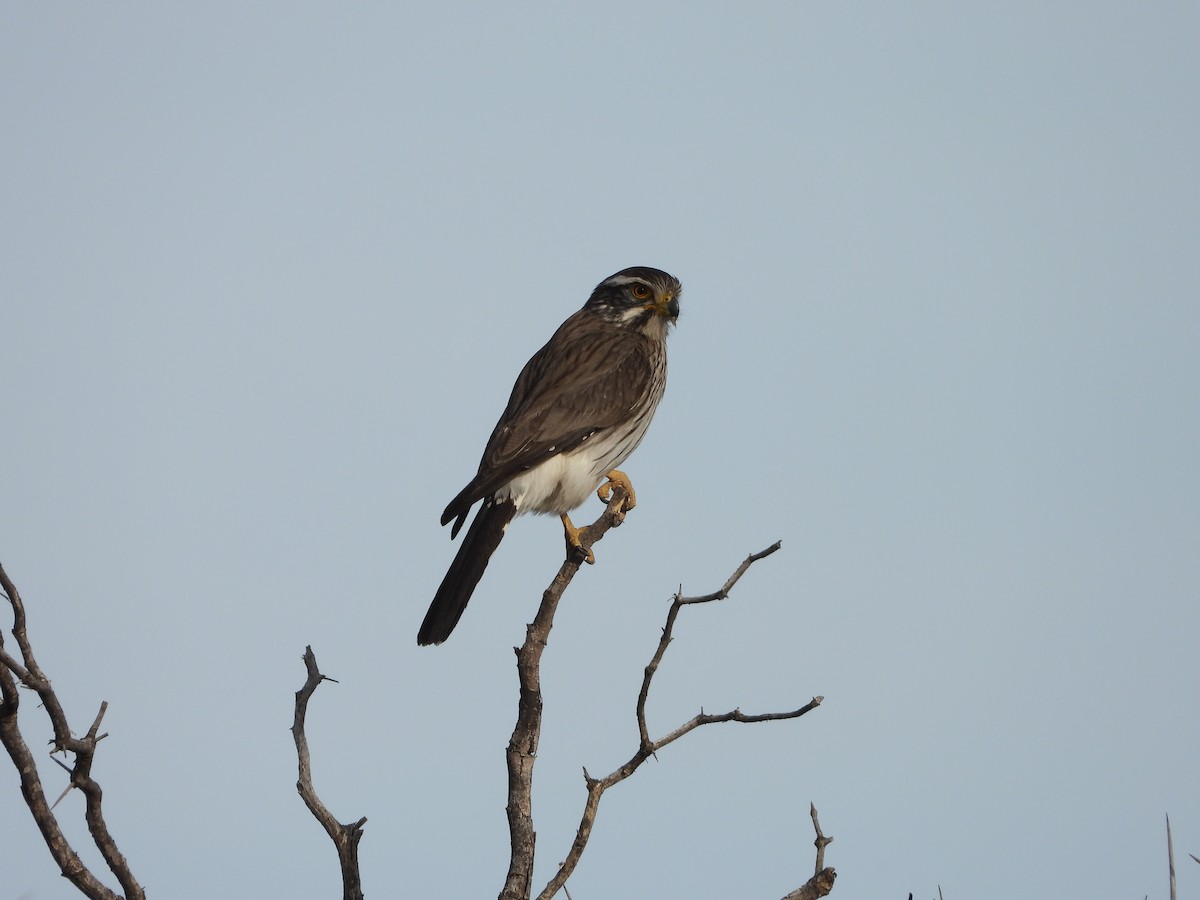 Spot-winged Falconet - ML639250216