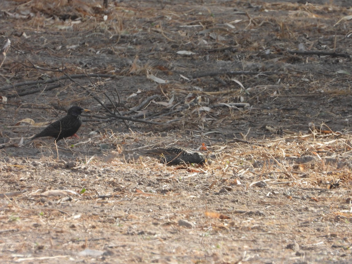 European Starling - ML639250222