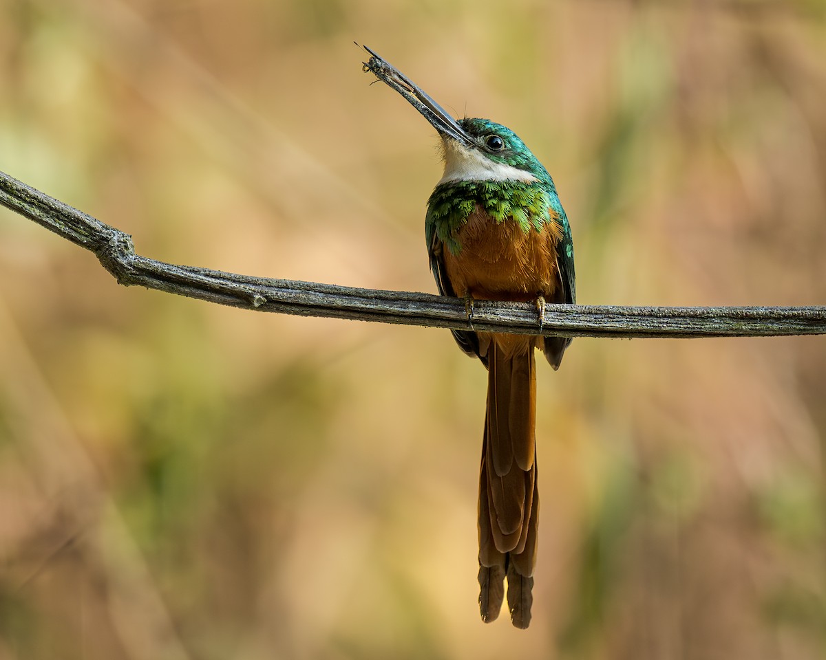 Rufous-tailed Jacamar - ML639250231