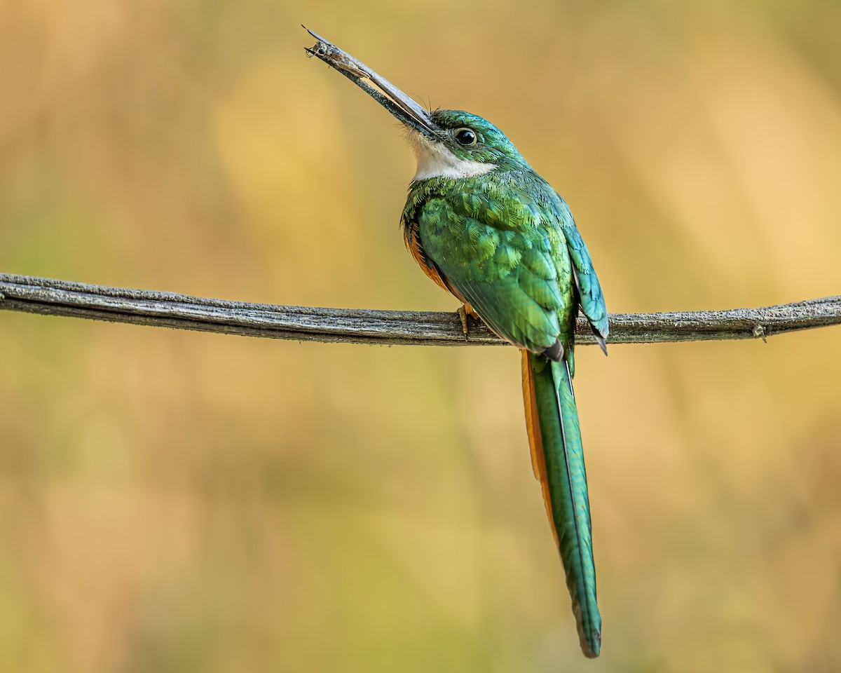 Rufous-tailed Jacamar - ML639250232