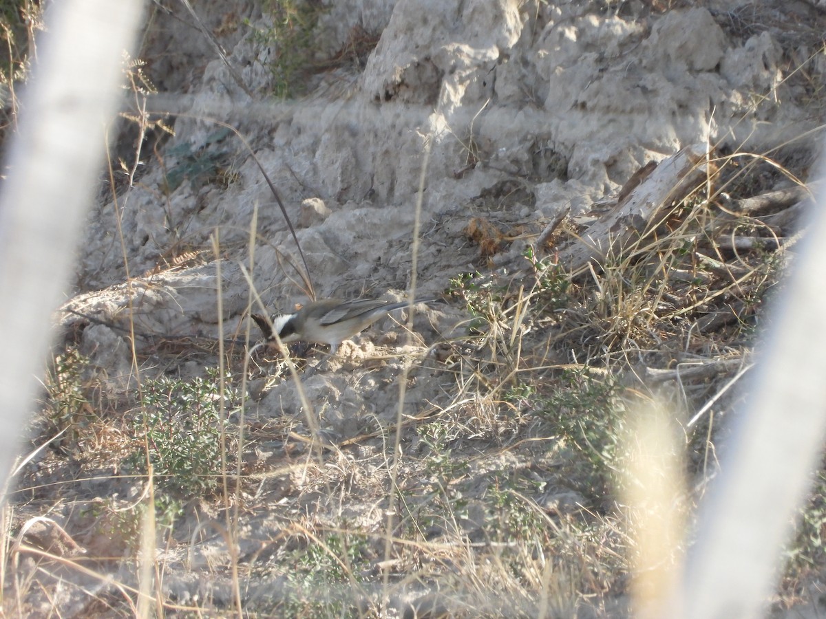 Black-crested Finch - ML639250235