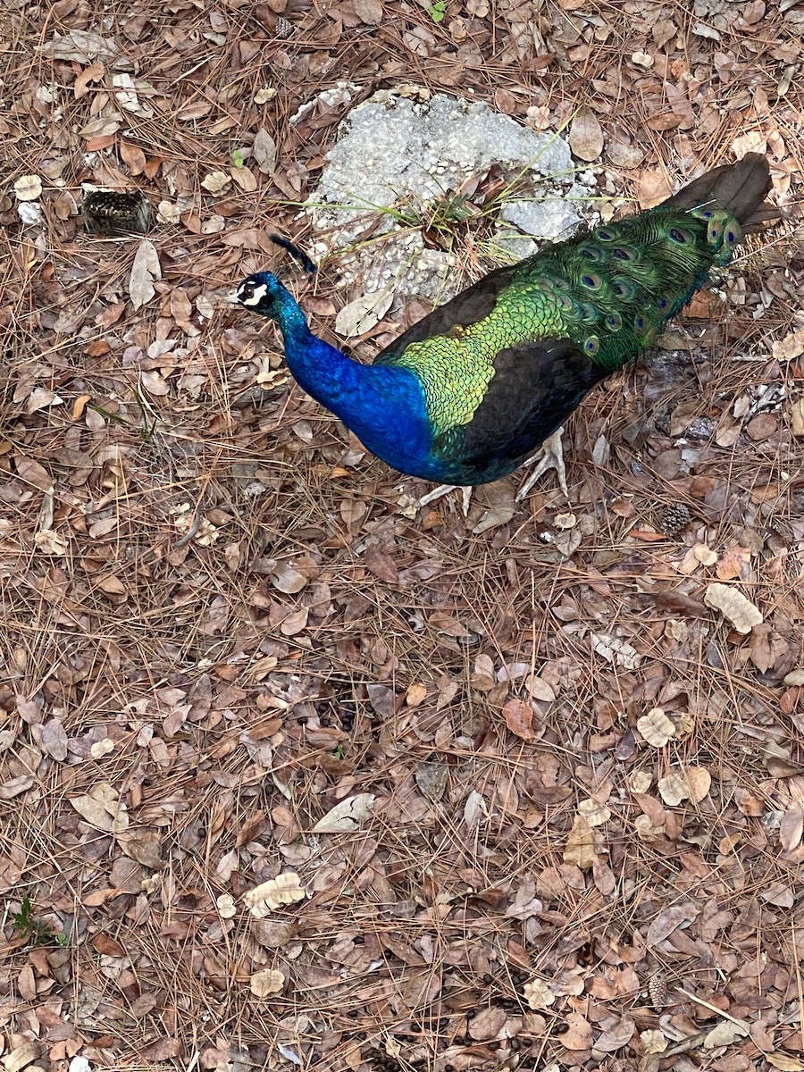 Indian Peafowl (Domestic type) - ML639250298