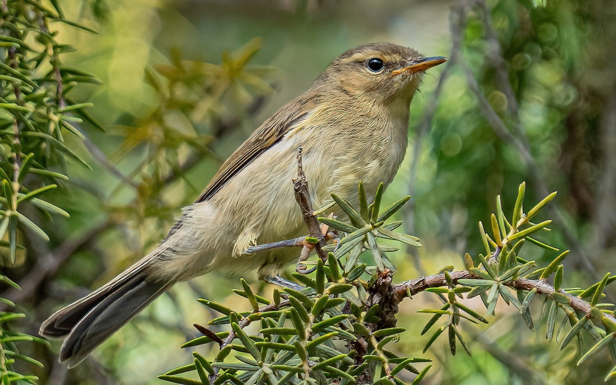 Canary Islands Chiffchaff - ML639250303