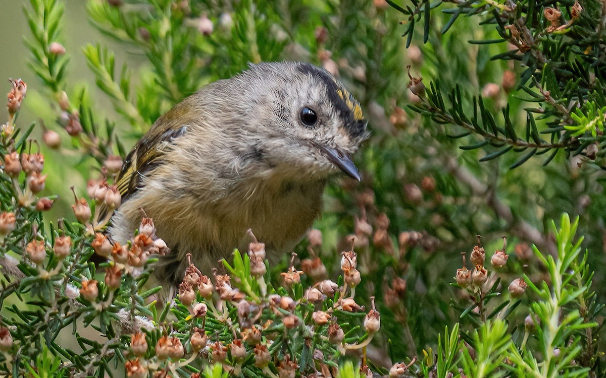 Goldcrest (Tenerife) - ML639250313