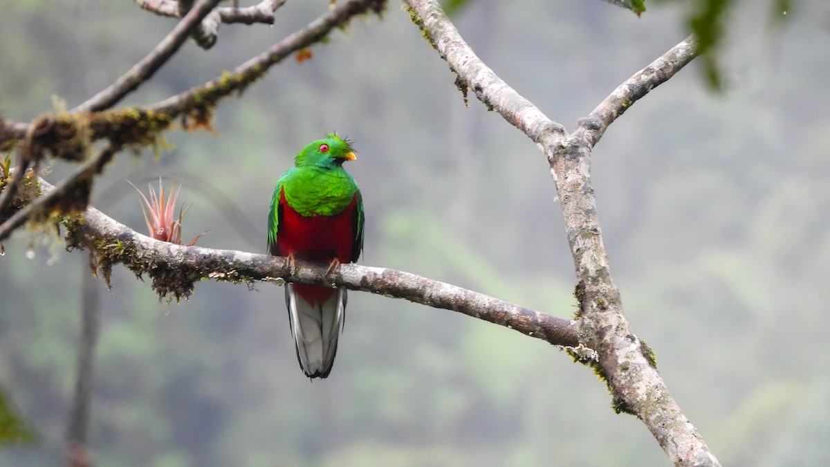 Crested Quetzal - ML639250421