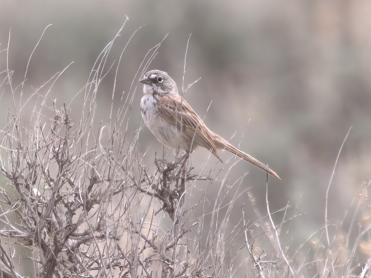 Sagebrush Sparrow - ML639250448