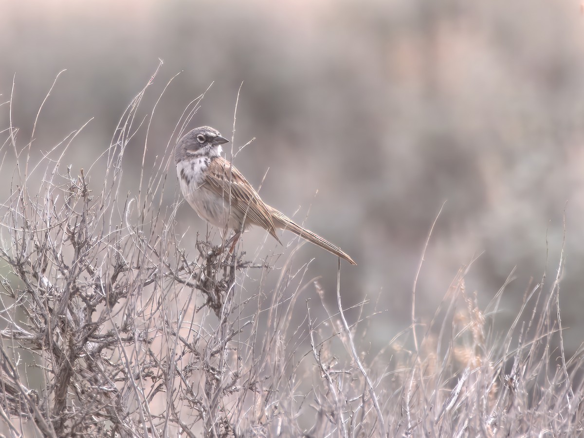 Sagebrush Sparrow - ML639250449