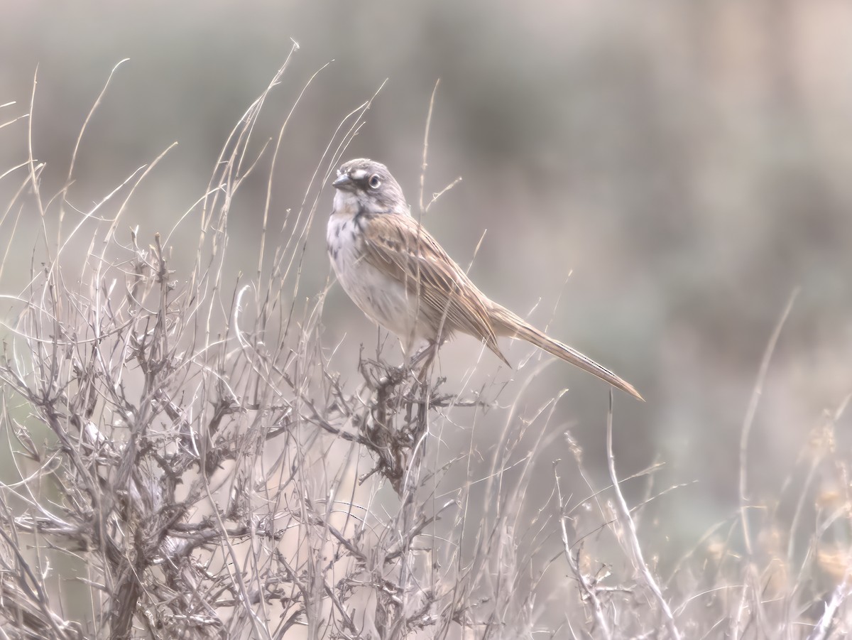 Sagebrush Sparrow - ML639250450