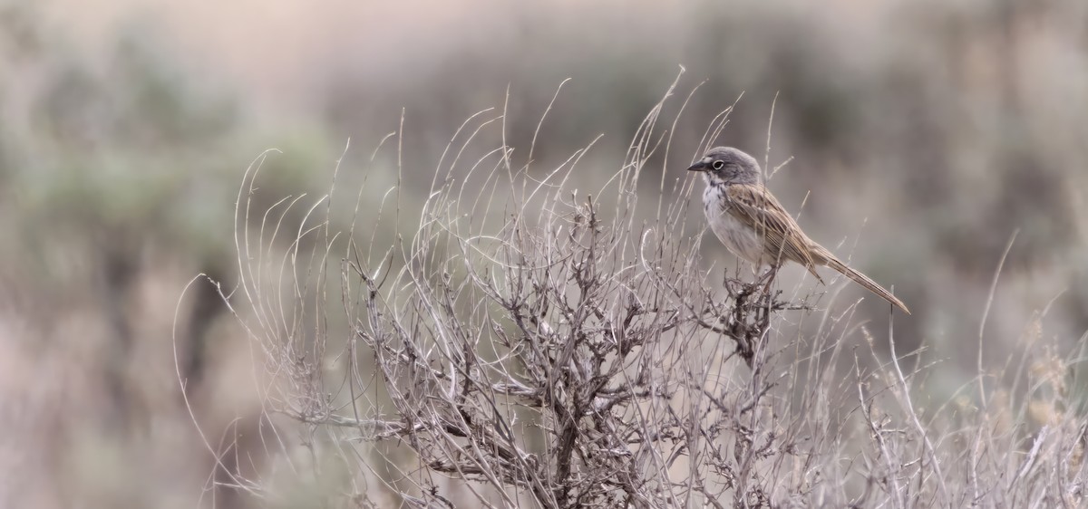 Sagebrush Sparrow - ML639250451