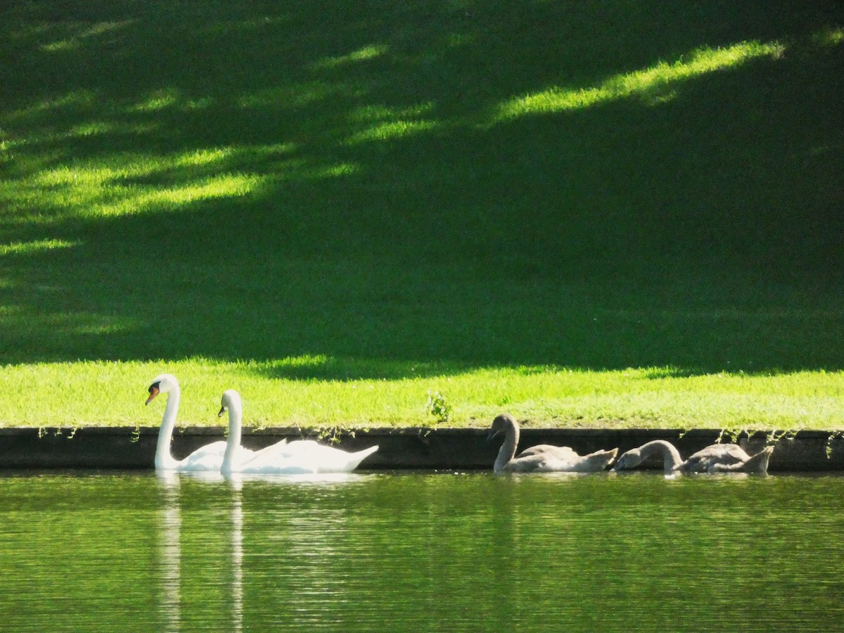Mute Swan - ML639250495