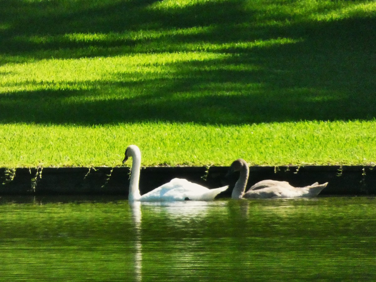 Mute Swan - ML639250497
