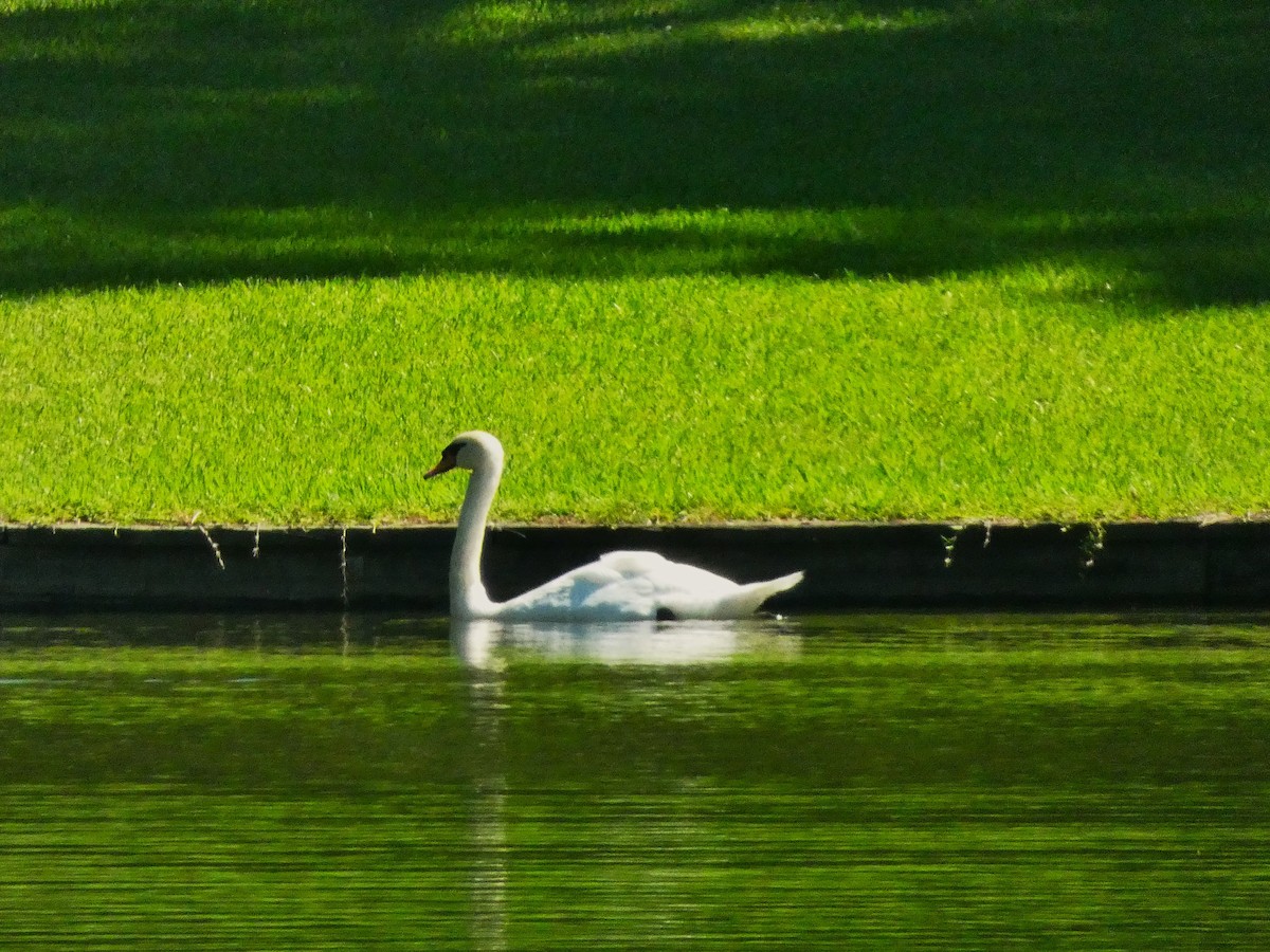 Mute Swan - ML639250499