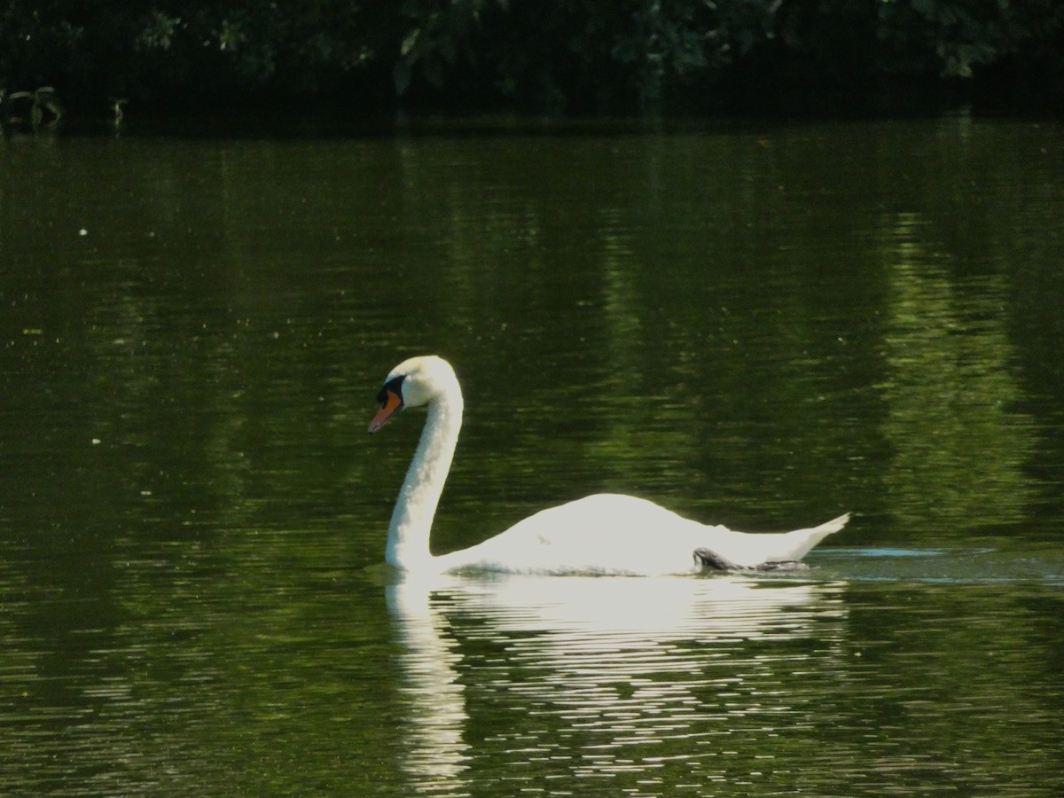 Mute Swan - ML639250500