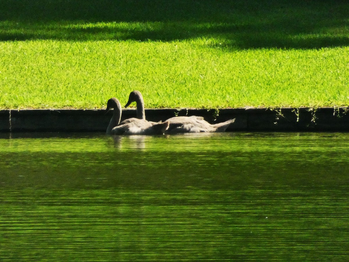 Mute Swan - ML639250502