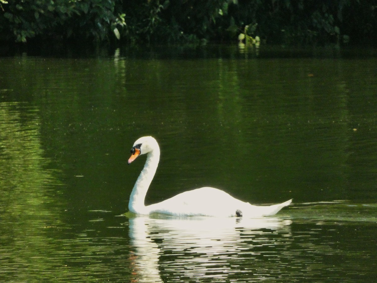Mute Swan - ML639250503