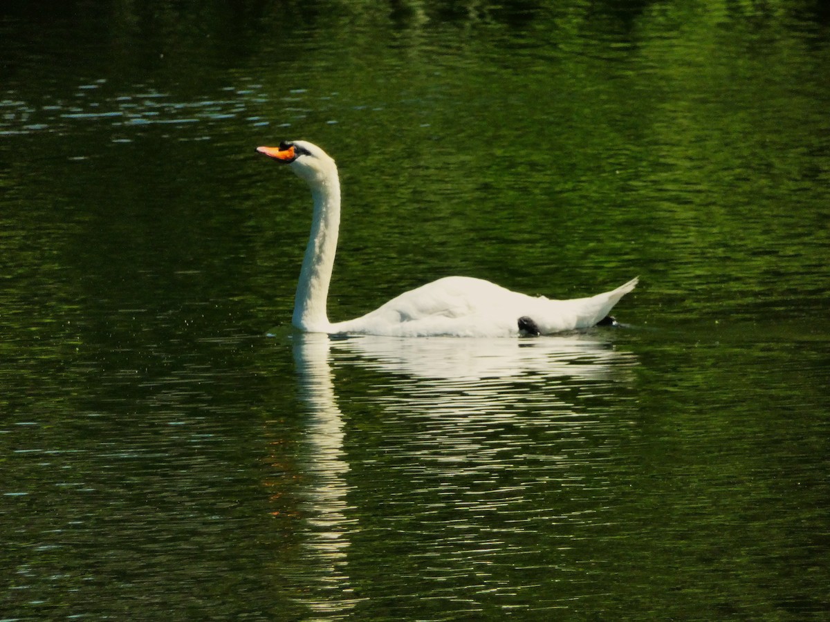 Mute Swan - ML639250504