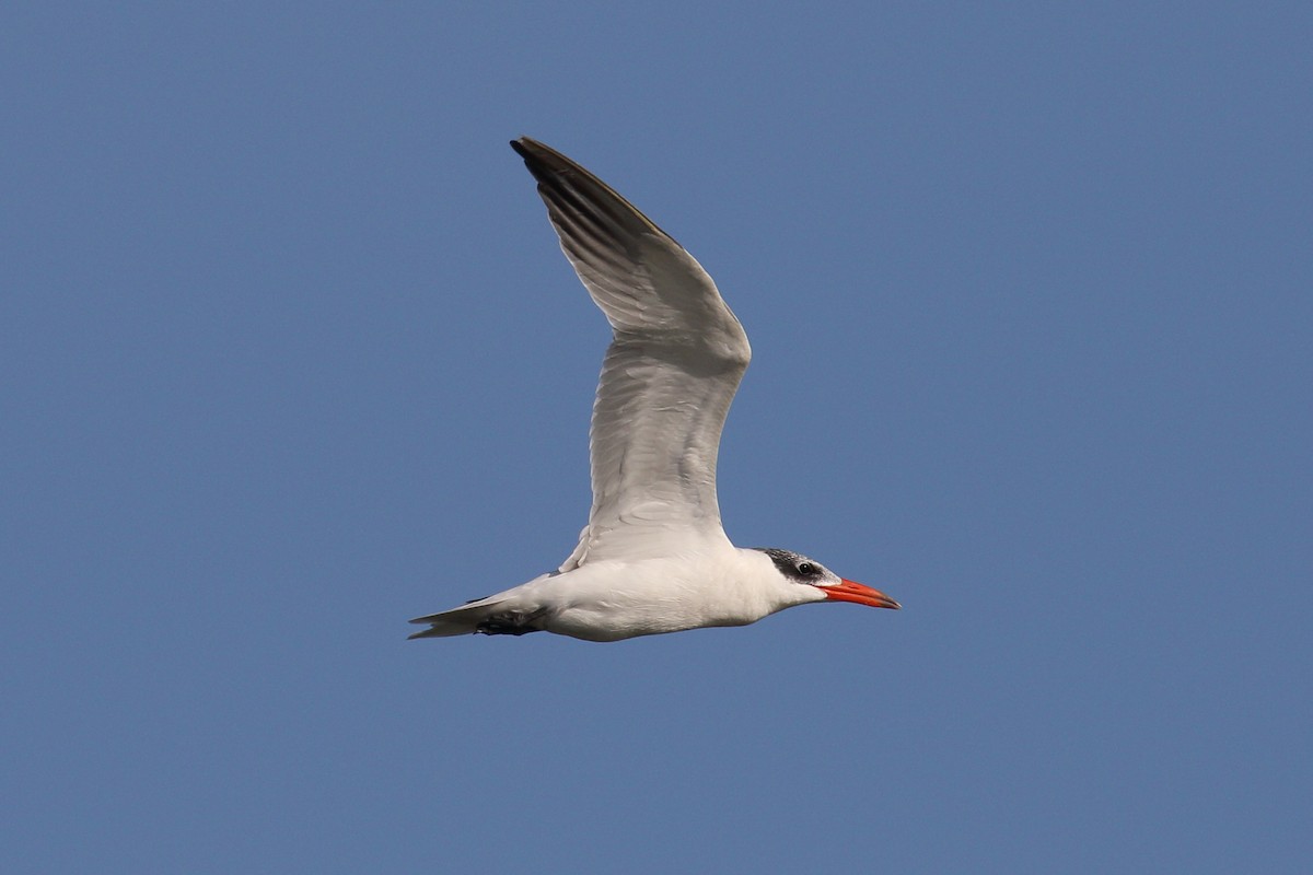 Caspian Tern - ML639250597