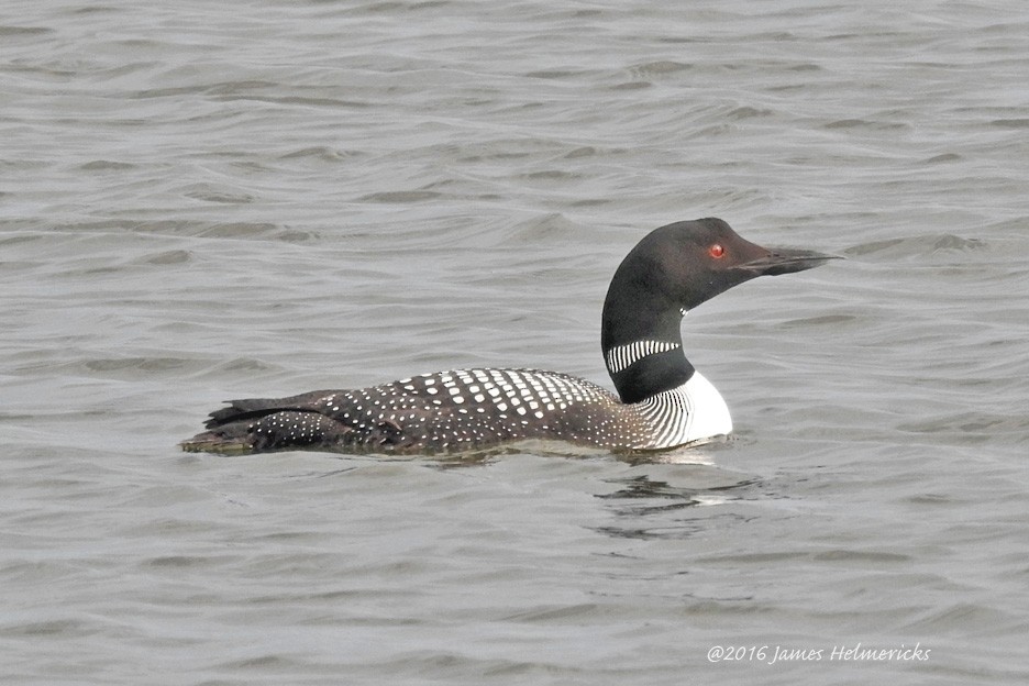 Plongeon huard - ML63925061