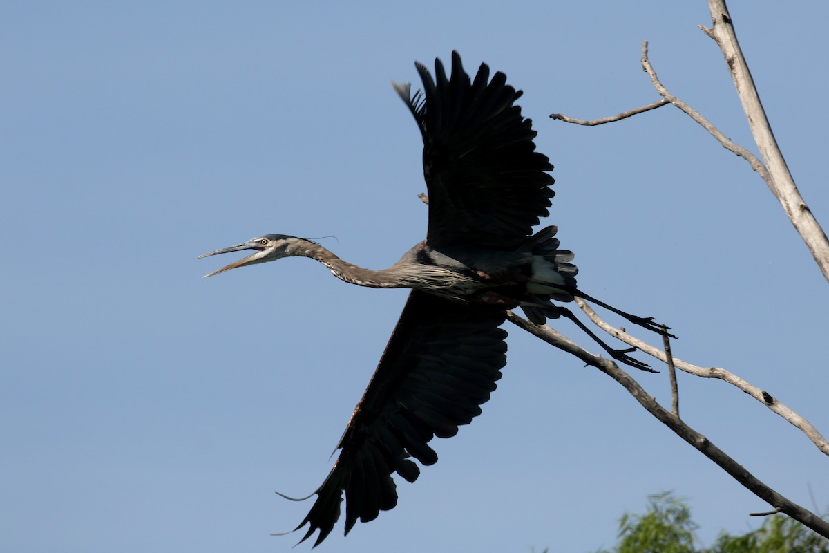 Great Blue Heron - ML639250616