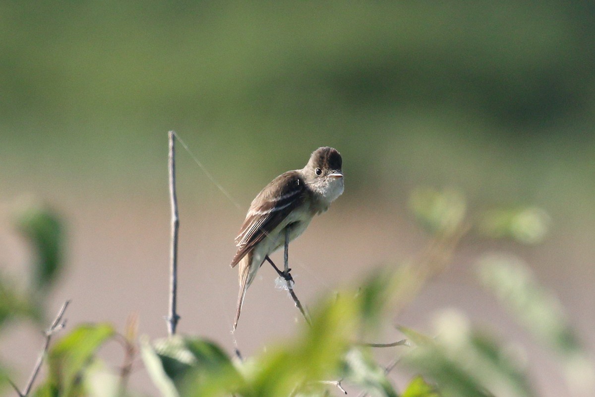 Willow Flycatcher - ML639250626