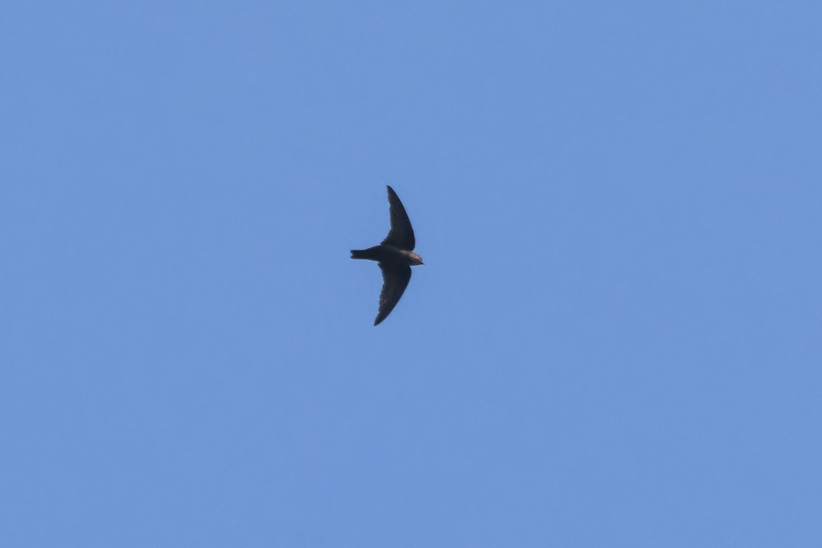 Dusky Crag-Martin - ML639250663