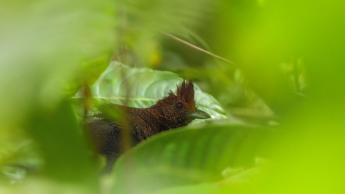 Fulvous Antshrike - ML639250717