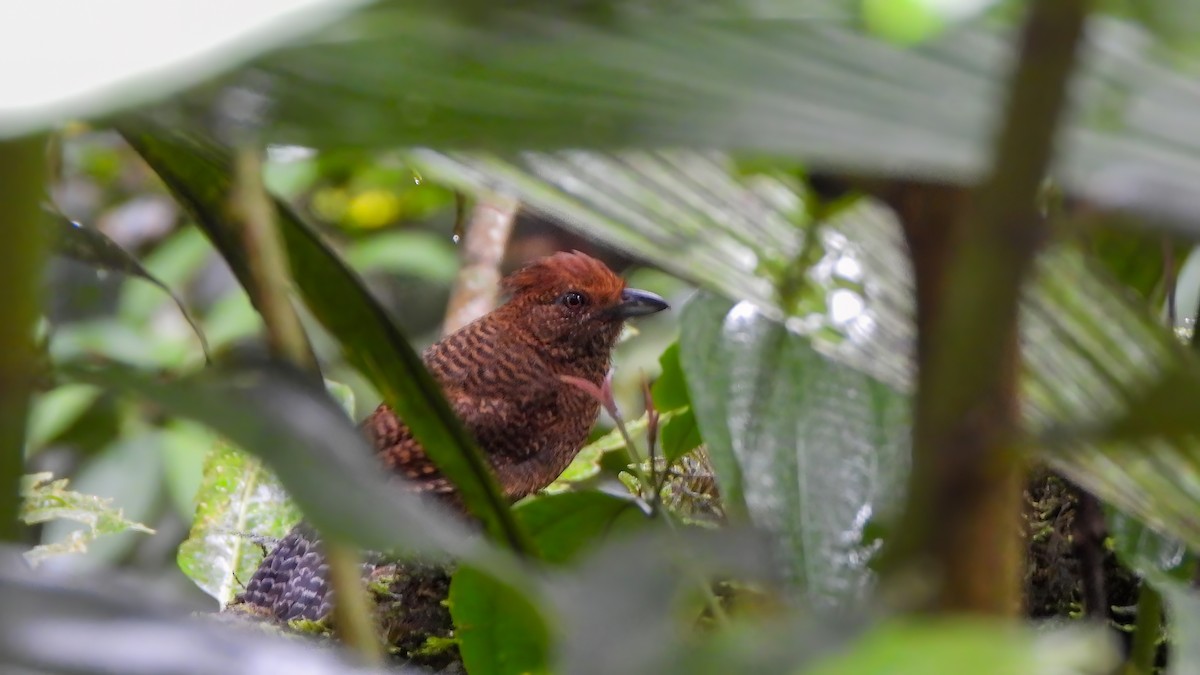 Fulvous Antshrike - ML639250732