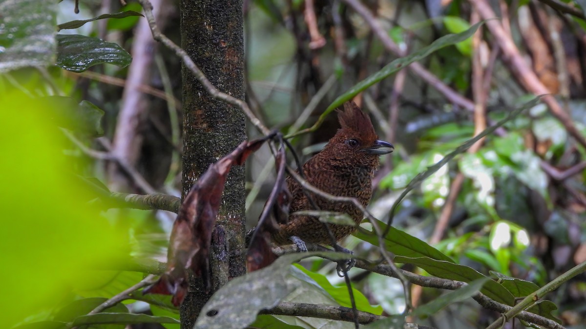 Fulvous Antshrike - ML639250742