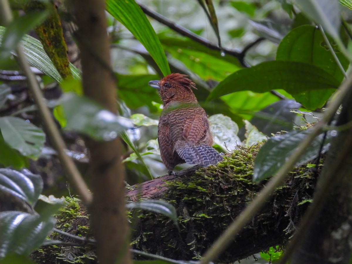 Fulvous Antshrike - ML639250749