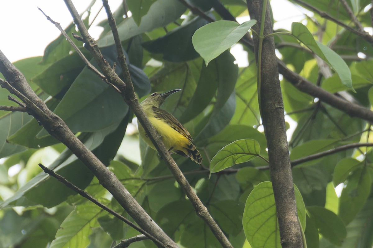 Thick-billed Spiderhunter - ML639250768