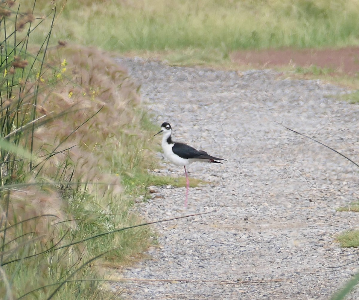 Black-necked Stilt - ML639250853