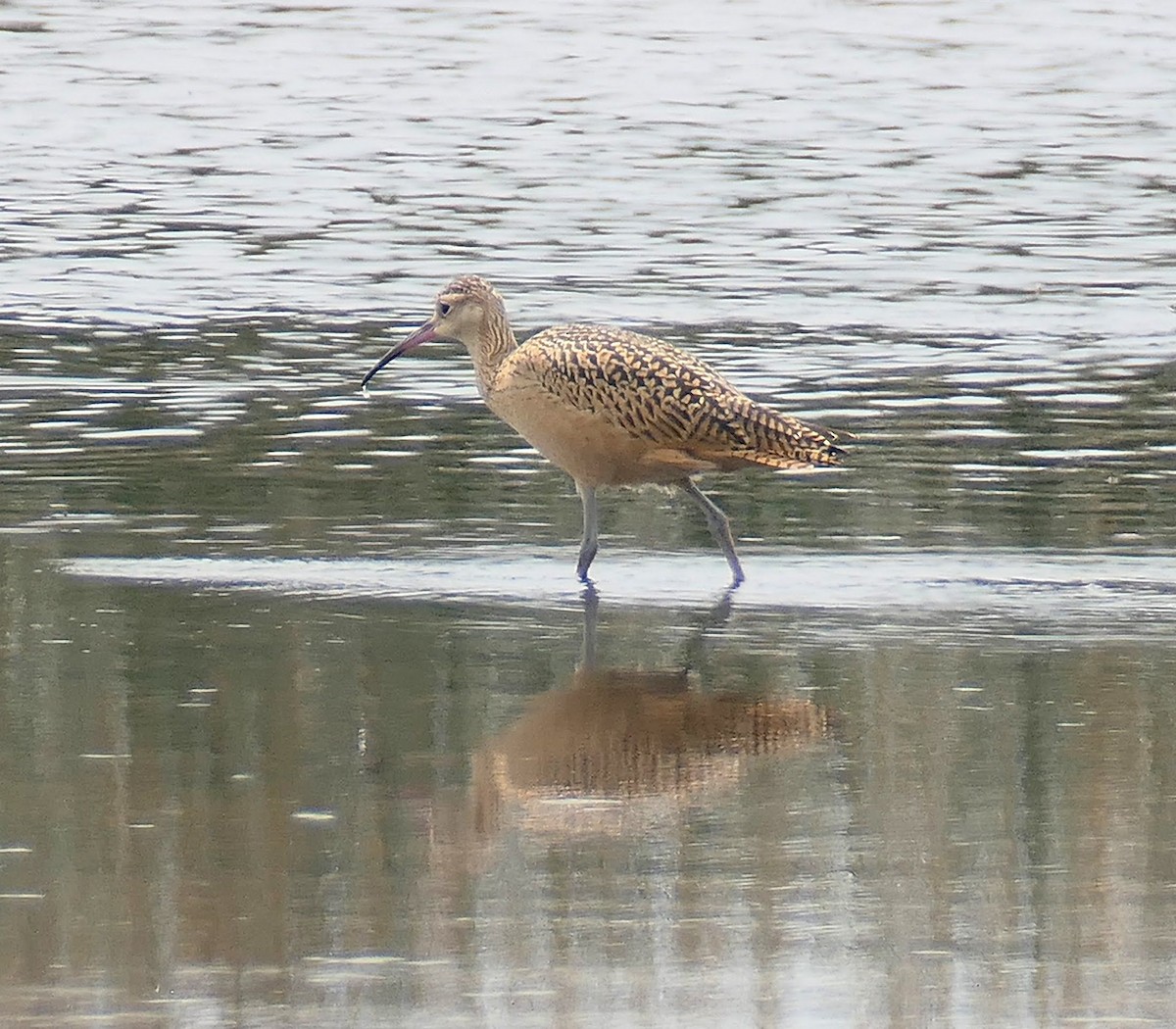 Long-billed Curlew - ML639250860