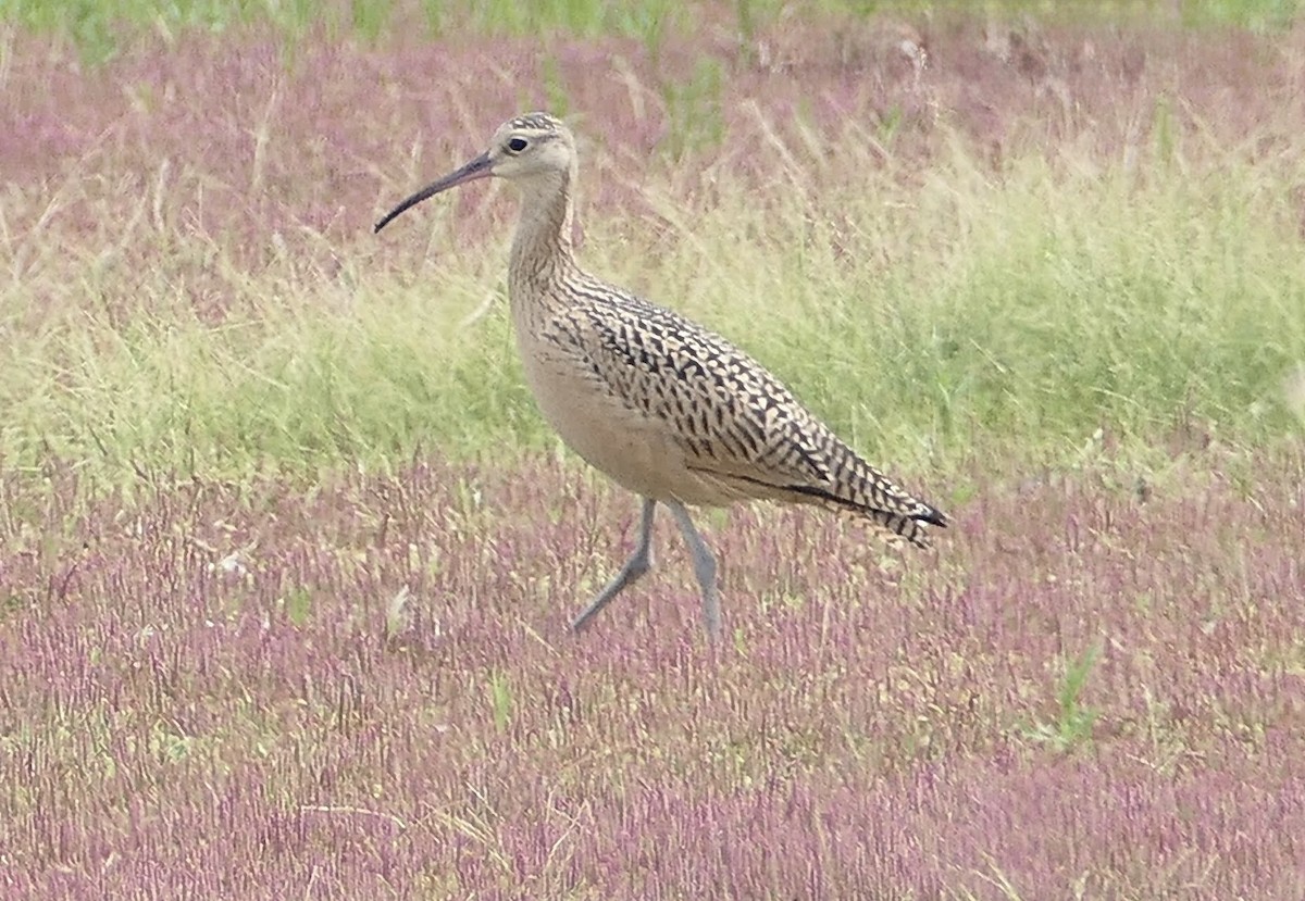Long-billed Curlew - ML639250861