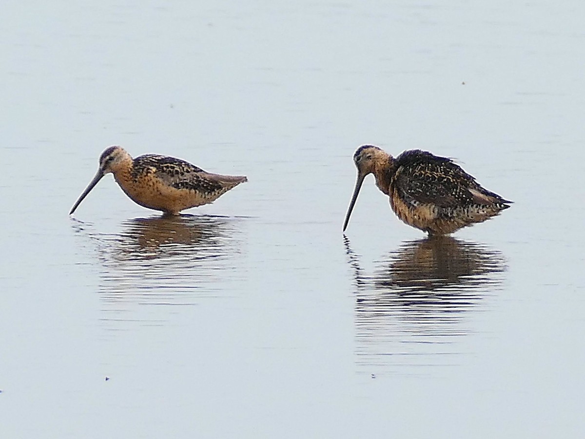 Limnodromo pettorossiccio - ML639250872