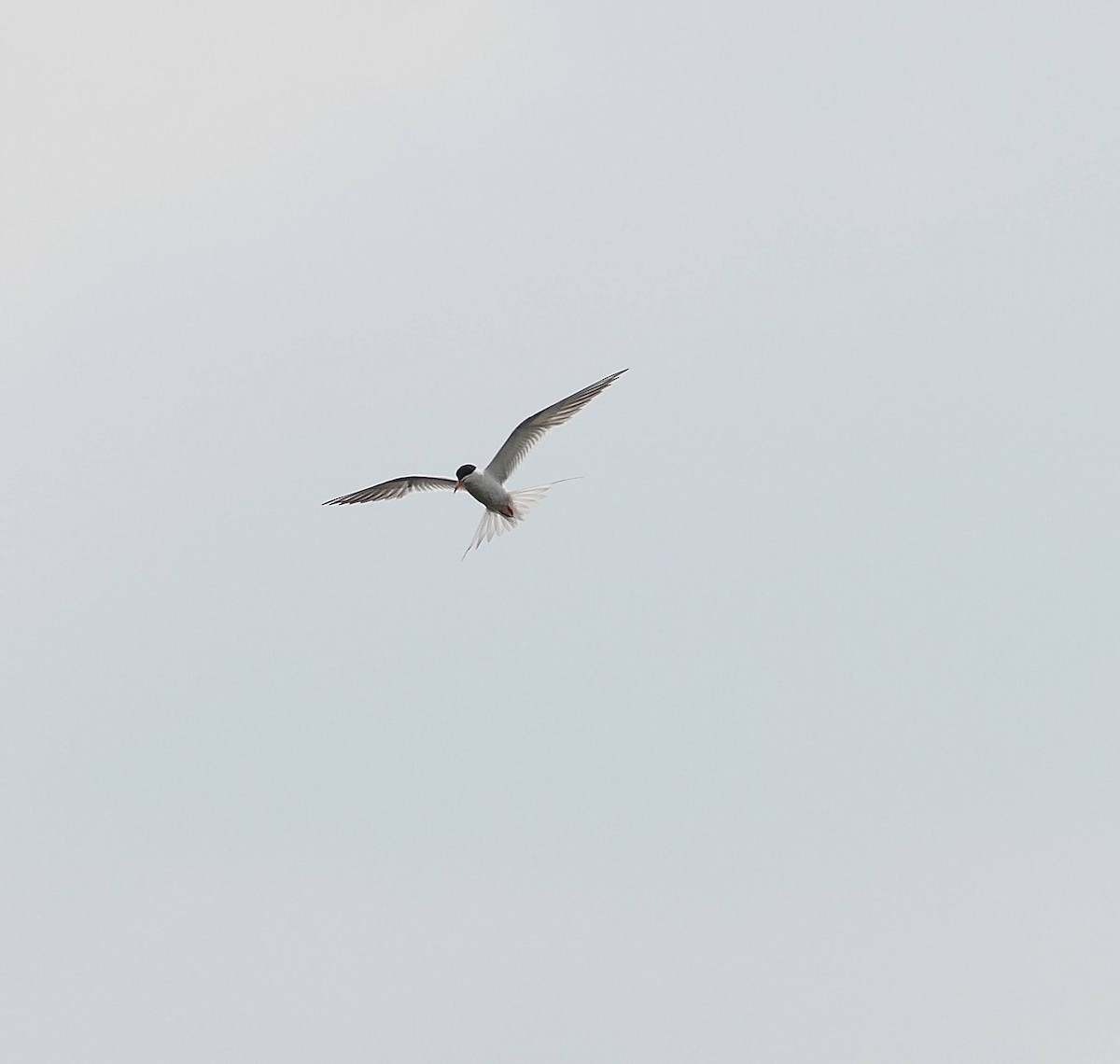 Forster's Tern - ML639250875