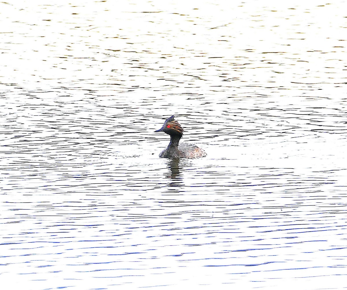 Svasso piccolo - ML639250911